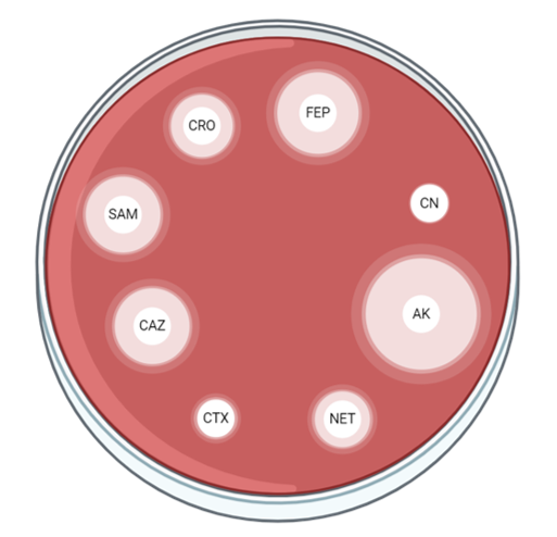 Antibiogramme