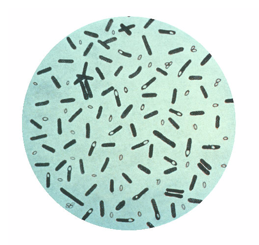 clostridium_botulinum