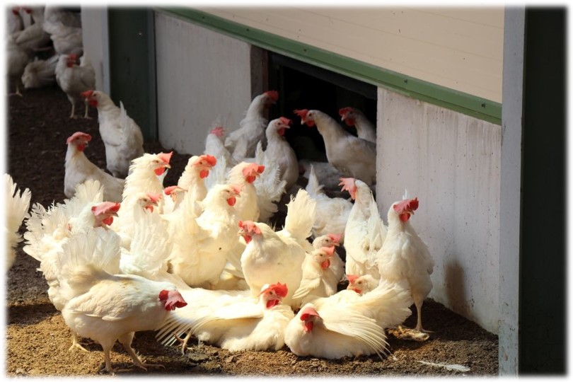 elevage_poulet