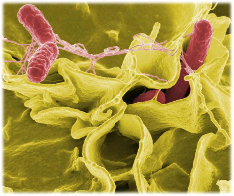 salmonella