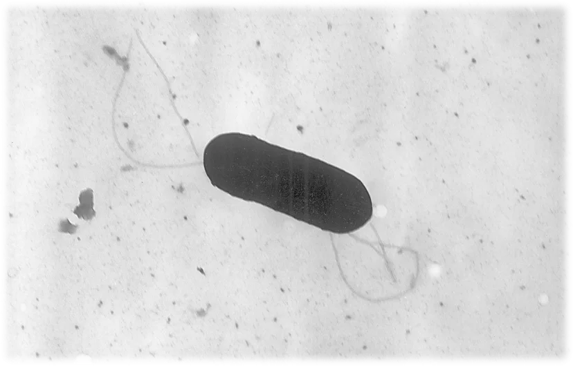 Listeria monocytogenes