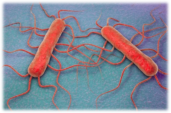 Listeria