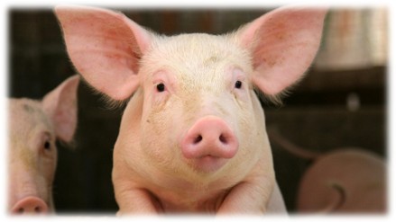 Cochon
