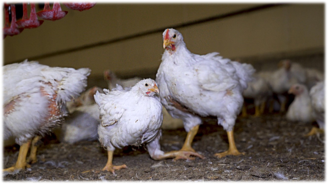 poulet_chair