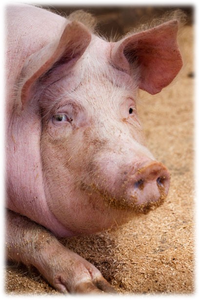 cochon