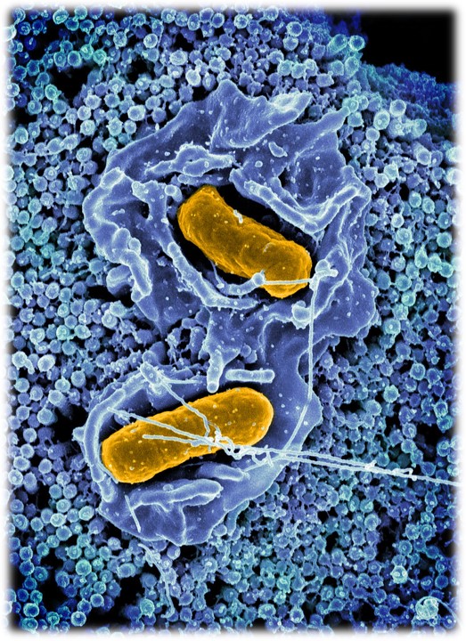 typhimurium